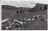 1672 - Vallée De Joux Pâturage Vue Sur La Dent De Vaulion - Vaulion