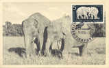 Allemagne Orientale 1956 " Eléphants " Carte Maximum Yvert 875/7 - Olifanten