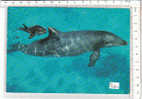 PO5010A# DELFINO Con CUCCIOLO - DOLPHIN  No VG - Dauphins