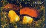 # ANDORRA 61 Champignons : Cepes 100 Sc7 10.96 10000ex -champigons,mushrooms- Tres Bon Etat - Andorre