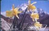 # ANDORRA 26 Narcisses Jaunes 100 Gem 06.95 20000ex -fleurs,flowers- Tres Bon Etat - Andorre