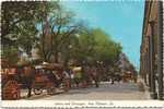 Horse And Carriages - New Orleans - New Orleans