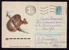 RUSSIA 1978 Cover Stationery With Animal Rodents,squirrel. - Rodents