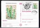 ROMANIA 1997 PMK , Entier Postaux Stationery POSTCARD,with Cactusses,cactus.(A4) - Cactus