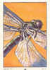Image Animaux Insecte / Appareil Musculaire De La Libellule / Dragonfly  // Ref IM 6-K/15 - Nestlé