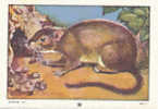 Image Rongeur / Surmulot / Norway Rat  // Ref IM 6-K/25 - Nestlé