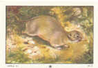 Image Rongeur / Le Mulot  / Fieldmouse  // Ref IM 6-K/27 - Nestlé