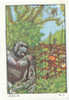 Image / Chasse Au Gorille / Gorilla Hunting  // Ref IM 6-K/40 - Nestlé