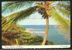 Tropical Splendor In The Bahamas Freeport 1980 - Bahama's