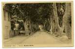 VIDAUBAN ( Var) . Avenue Maximin Martin - Vidauban