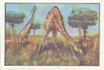 Image /  La Girafe  /  Animaux  // Ref IM 6-K/117 - Nestlé
