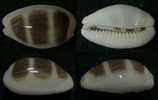 N°3787 // CYPRAEA ASELLUS BITAENIATA  "Nelle-CALEDONIE" // F++/F+++  : GROSSE : 20mm  . - Seashells & Snail-shells