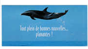 Dauphin: Tout Plein De Bonnes Nouvelles ... Planantes !, Photo Jim Watt (11-67) - Dauphins