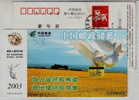 Pigeon,dove Bird,Oilseed Rape Petal Field,China 2003 Liaoyang Post Bank Saving Business Advertising Pre-stamped Card - Tauben & Flughühner