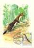 HONGRIE CARTE MAXIMUM NUM.YVERT  3072  FAUNE ANIMAUX SAUVAGES PROTECTION DE LA NATURE - Maximum Cards & Covers