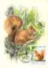 HONGRIE CARTE MAXIMUM NUM.YVERT  3074  FAUNE ANIMAUX SAUVAGES PROTECTION DE LA NATURE - Maximum Cards & Covers