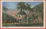 E030, Cuba , Paisaje Cubano , Cuban Landscape ,5B-H234 , 16 , Non Circulée - Kuba