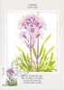 ISLANDE CARTE MAXIMUM NUM YVERT  546 FLEURS  FLORE PROTECTION DE LA NATURE - Maximum Cards