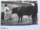 TOCANDO EL PITON CONTRARIO, TOUCHANT LA CORNE CONTRAIRE. CORRIDA DE TOROS ESPAÑA - Taureaux