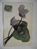 Delcampe - Cpa Cyclamen - Sonstige & Ohne Zuordnung
