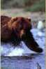 Post Stamp Card 0624 Fauna  Bear - Bären