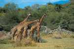 Post Stamp Card 0624 Fauna  Alligator Giraffe - Giraffe