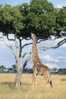 Post Stamp Card 0624 Fauna  Alligator Giraffe - Girafes