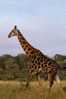 Post Stamp Card 0624 Fauna  Alligator Giraffe - Girafes