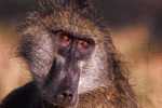 Post Stamp Card 0624 Fauna  Orang Orang-utan Orangutang Monkey - Monkeys
