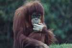 Post Stamp Card 0624 Fauna  Orang Orang-utan Orangutang Monkey - Monkeys