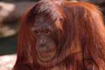 Post Stamp Card 0624 Fauna  Orang Orang-utan Orangutang Monkey - Apen
