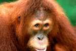 Post Stamp Card 0624 Fauna  Orang Orang-utan Orangutang Monkey - Apen