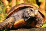 Post Stamp Card 0624 Fauna  Tortoise Turtle - Tortugas