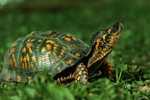 Post Stamp Card 0624 Fauna  Tortoise Turtle - Tortugas