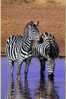 Post Stamp Card 0624 Fauna Zebra - Cebras