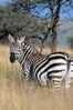 Post Stamp Card 0624 Fauna Zebra - Zebre