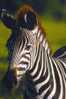 Post Stamp Card 0624 Fauna Zebra - Zebras