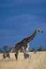 Post Stamp Card 0624 Fauna  Alligator Giraffe - Jirafas