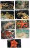 CROAZIA (CROATIA) - CHIP  - HPT 2001 CROATIA'S UNDERSEA LIFE: COMPLET SET OF 9     - USED - RIF. 6748 - Peces