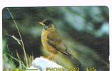 FALKLAND - GPT  - 2000 UCCELLI: BIRDS ( FALKLANDS THRUSH, TURDUS FALCKLANDII) CODE 339CFKC  -  (USED)  -  RIF. 1067 - Sperlingsvögel & Singvögel