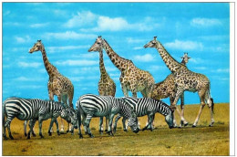 GIRAFES ET ZEBRES-ZEBRA AND GIRAFFE-ZAMBIA - Girafes