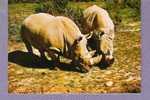 11 - Sigean - Réserve Africaine - Couple Rhinocéros (zoo) - Sigean