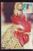 HEN BIRD 1975 CM, MAXICARD,MAXIMUM CARD ROMANIA. - Gallinaceans & Pheasants