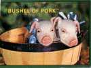 (113) Pig In Bucket - Cochon - Schweine