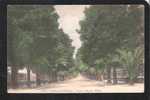 CPA 83 NO.2663 Hyères-les-Palmiers  Avenue Riquer Olbius More FRANCE FOR SALE @1 EURO OR LESS - Hyeres