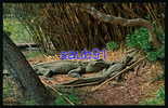 Louisiane - Alligators - Reptiles  - Réf :12765 - Other & Unclassified