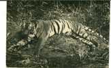 CPA TIGRE ABATTU LORS D' UNE CHASSE? Carte Photo - Tigres