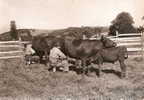 La Haute Auvergne , La Traite A L´estive Des Vaches , Photo Ed. Bos Aurillac - Auvergne