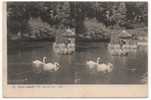 - Carte Stréréoscopique - Scènesanimées.- Un Coin Du Lac. - - Stereoscope Cards