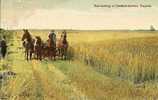 Harvesting  In  Saskatchewan,Canada (attelage) - Sonstige & Ohne Zuordnung